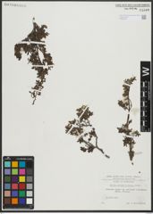 Foto von Salix serpyllifolia Scop.
